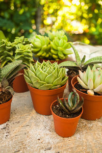 Close-up of potted plants