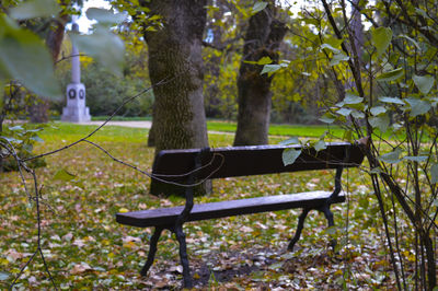 Empty bench in backyard