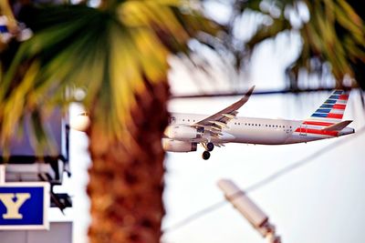 Close-up of airplane flying over palm tree