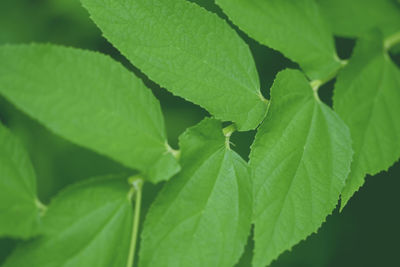 Close-up of green leaves