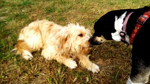 High angle view of dog on field