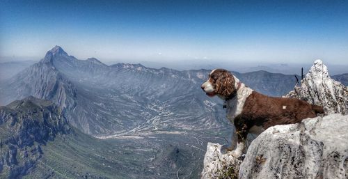 View of dog on mountain against sky