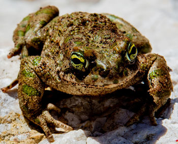 Close-up of frog on rock