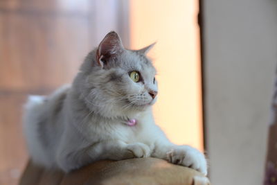 Cat relaxing at home