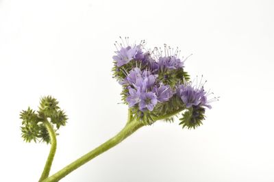 Close-up of purple flowering plant against white background