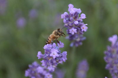 Close-up of bee on purple flowers