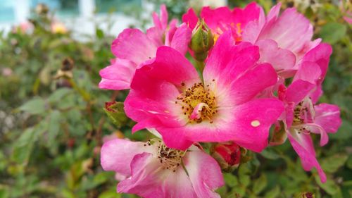 Close-up of pink flowers blooming outdoors