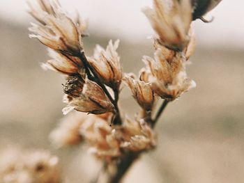 Close-up of wilted flower