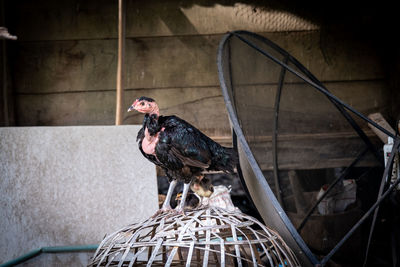 A black hen on thai style chicken coop