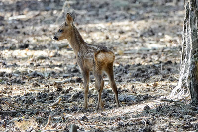 View of giraffe on land