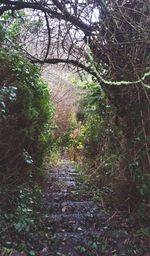 Footpath amidst trees