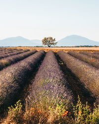 Scenic view of field against clear sky