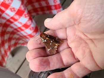 Close-up of human hand holding insect