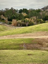 Giraffe at outdoor wildlife park