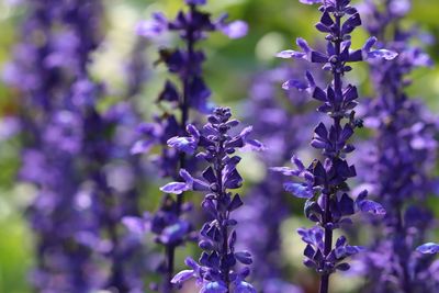 Close-up of purple flowering plant