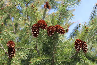 Close-up of fresh green tree