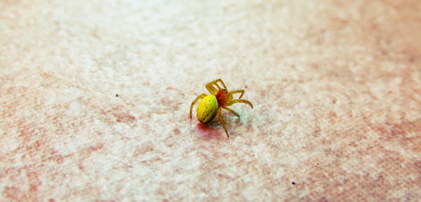 High angle view of spider on sand