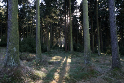 Trees in forest against sky