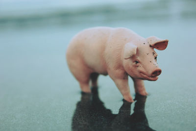 Close-up of plant against blurred background