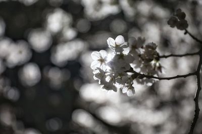 Close-up of white flowers on branch