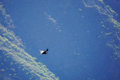 Low angle view of bird flying in blue sky