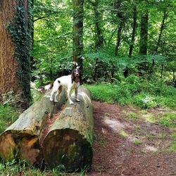 Horse on field in forest