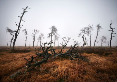 Bare tree on field against sky