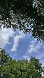 Low angle view of trees