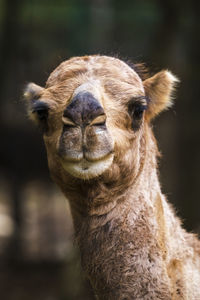 Close-up of camel