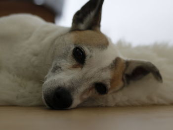 Close-up portrait of dog lying down