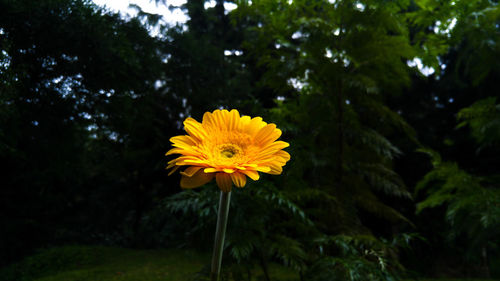 Close-up of yellow flower