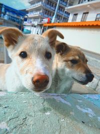 Close-up portrait of a dog