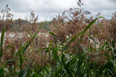 Close-up of stalks in field against sky