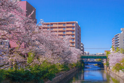 Cherry blossom by canal against sky