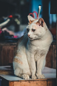 Close-up of a cat looking away