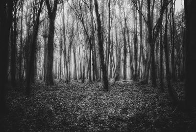 Full frame shot of trees in forest