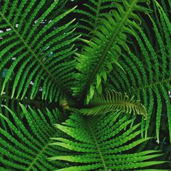 Full frame shot of palm leaves