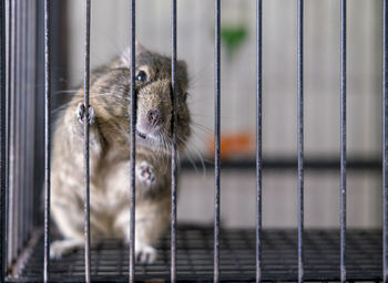 Close-up of cat in cage