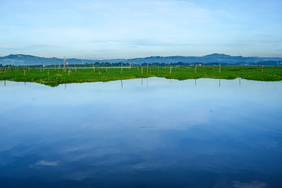 reflection