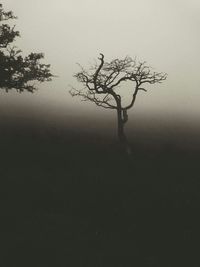 Bare trees in foggy weather