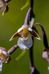 Close-up of purple iris flower