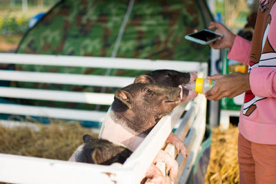 Midsection of woman feeding pigs at farm