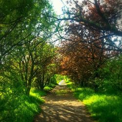 Footpath amidst trees