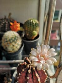 Close-up of succulent plant