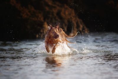 Dog running in water at beach