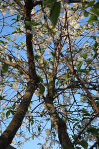 Low angle view of flowering tree against sky
