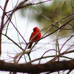 Low angle view of bird perching on branch