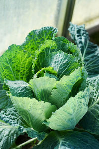 Close-up of green leaves