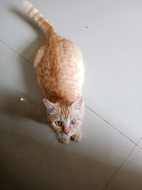Portrait of an one eyed orange cat on floor