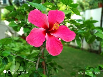 Close-up of pink hibiscus blooming outdoors